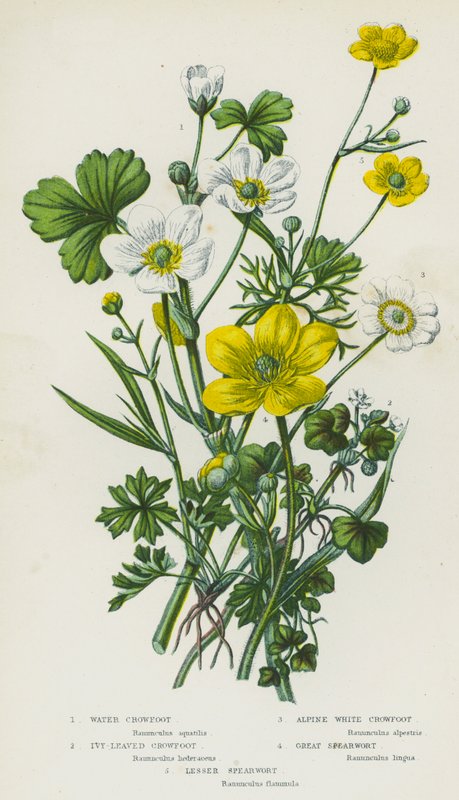 Plantes à fleurs de Grande-Bretagne : Renoncule aquatique, Renoncule à feuilles de lierre, Renoncule blanche alpine, Grand Renoncule, Petite Renoncule - English School