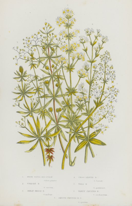 Plantes à fleurs de Grande-Bretagne : Gaillet aquatique blanc, Gaillet dressé, Grand gaillet des haies, Gaillet croisette, Gaillet des murs, Gaillet à fruits verruqueux, Gaillet à fruits lisses - English School