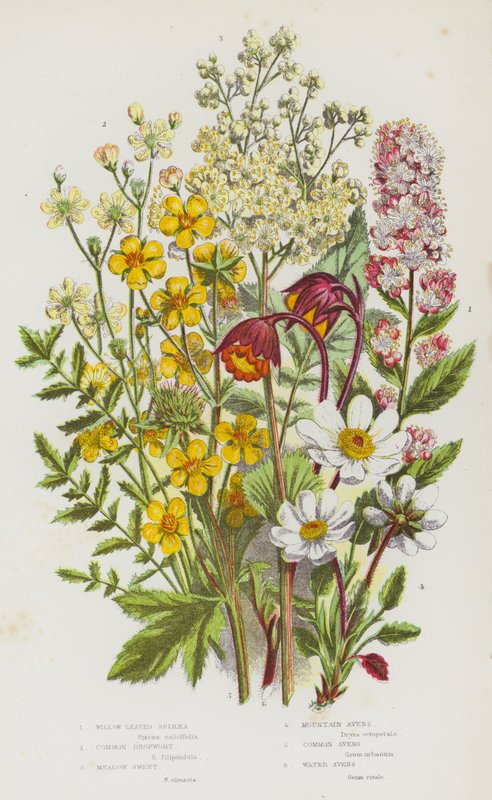 Plantes à fleurs de Grande-Bretagne : Spirée à feuilles de saule, Reine-des-prés, Avens des montagnes, Avens commun, Avens des eaux - English School