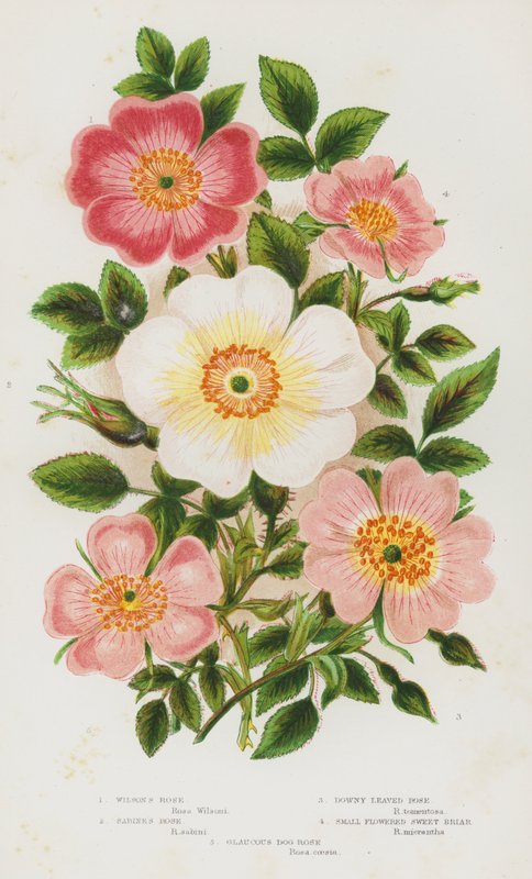 Plantes à fleurs de Grande-Bretagne : Rosier de Wilson, Rosier de Sabine, Rosier à feuilles duveteuses, Rosier à petites fleurs, Rosier glauque - English School
