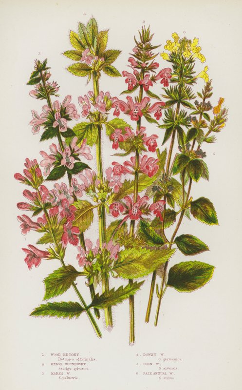 Plantes à fleurs de Grande-Bretagne : Bétoine des bois, Épiaire des haies, Épiaire des marais, Épiaire laineuse, Épiaire des champs, Épiaire annuelle pâle - English School