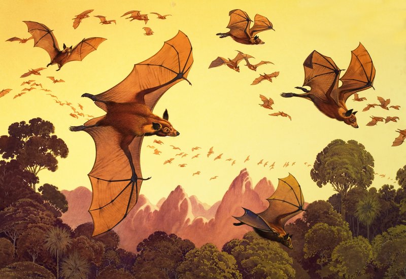 Renards volants (gouache sur papier) - English School