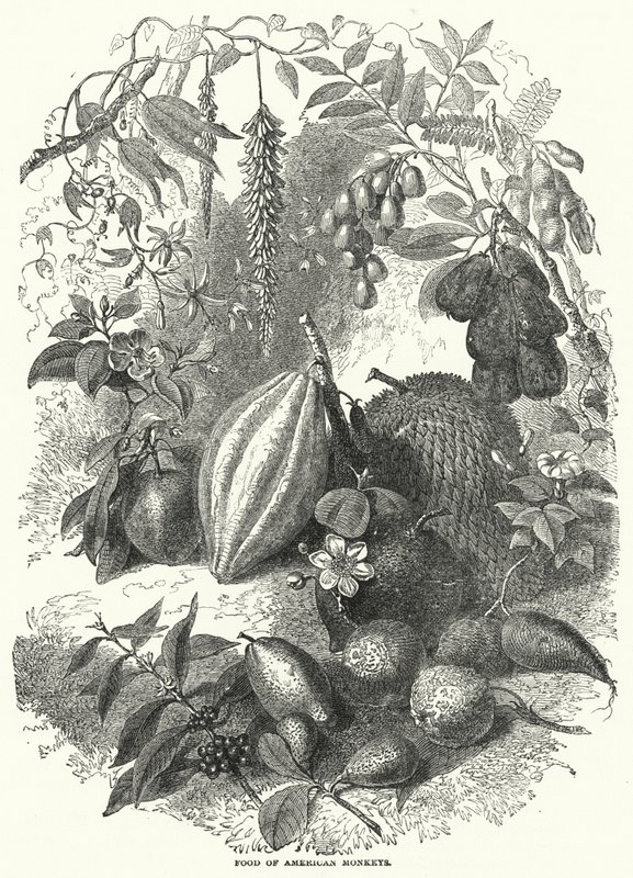 Nourriture des singes américains (gravure) - English School