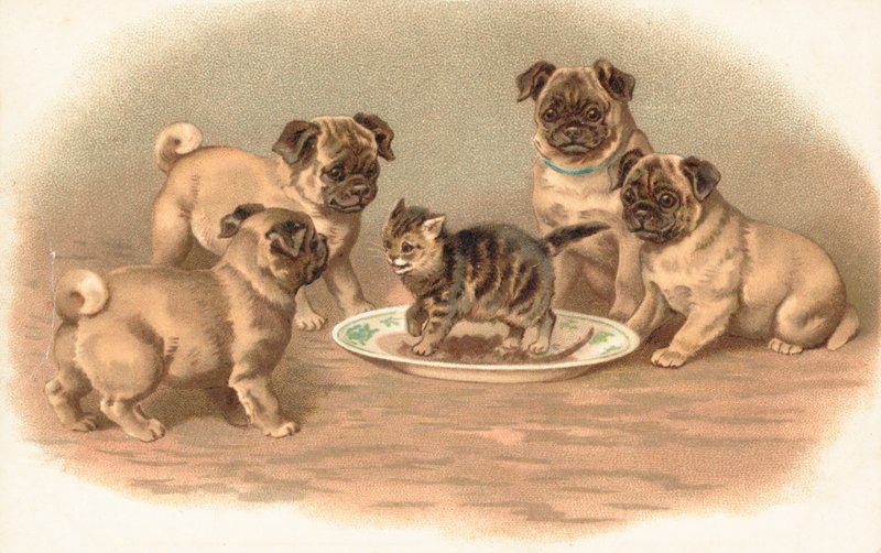 Quatre chiens carlins assis autour d