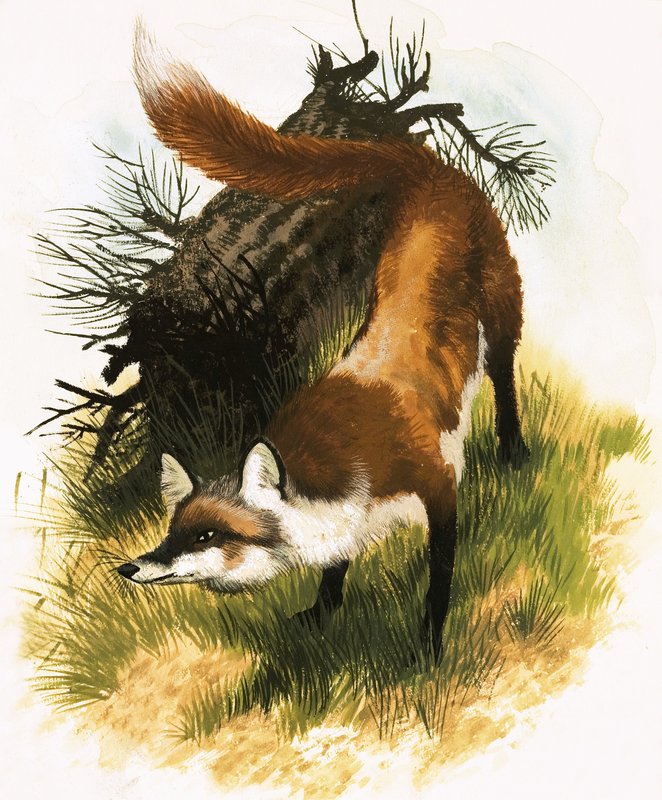 Renard - English School