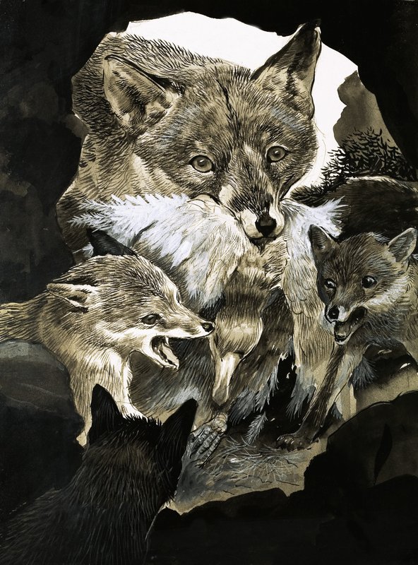 Renard apportant de la nourriture à ses petits - English School
