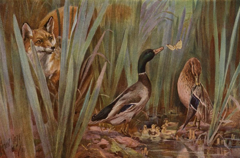 Renard observant une famille de canards - English School
