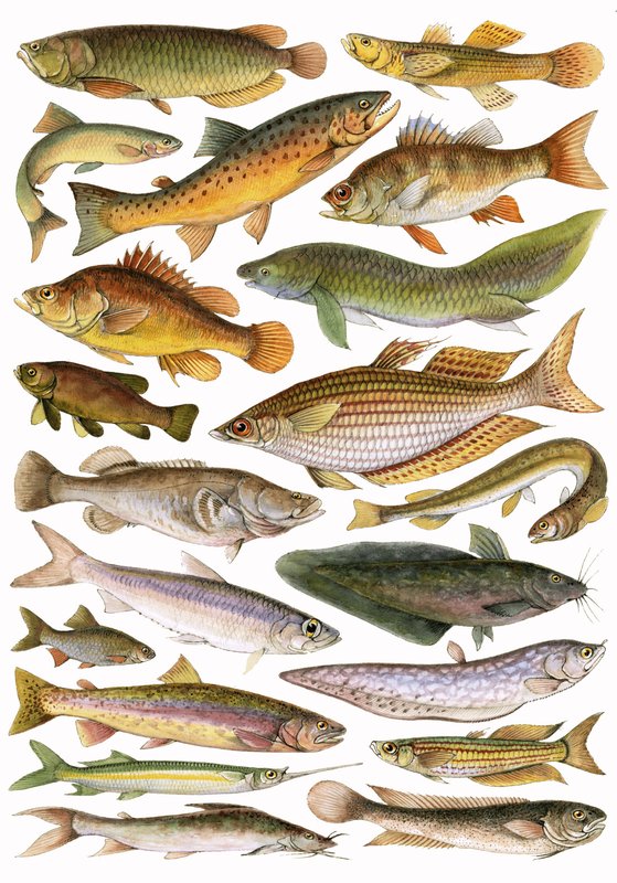 Poissons d
