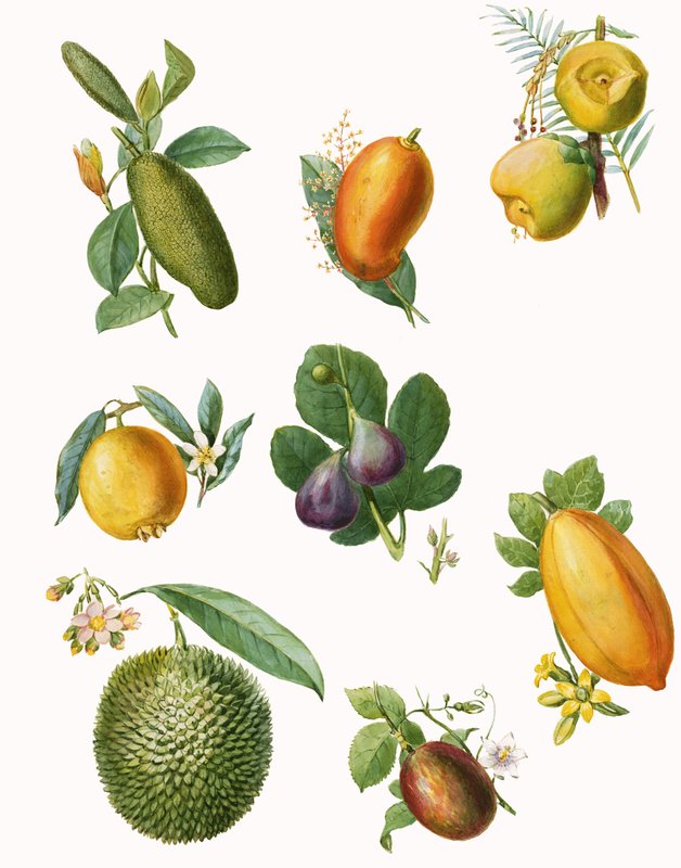 Fruit - English School