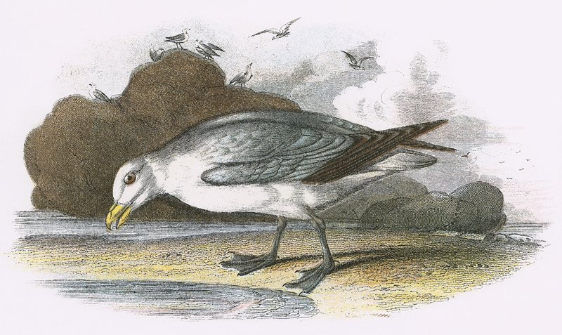 Fulmar - English School