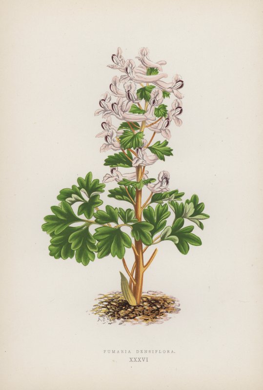 Fumaria Densiflora - English School