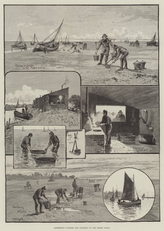 Récolte de coques et de bigorneaux sur la côte d