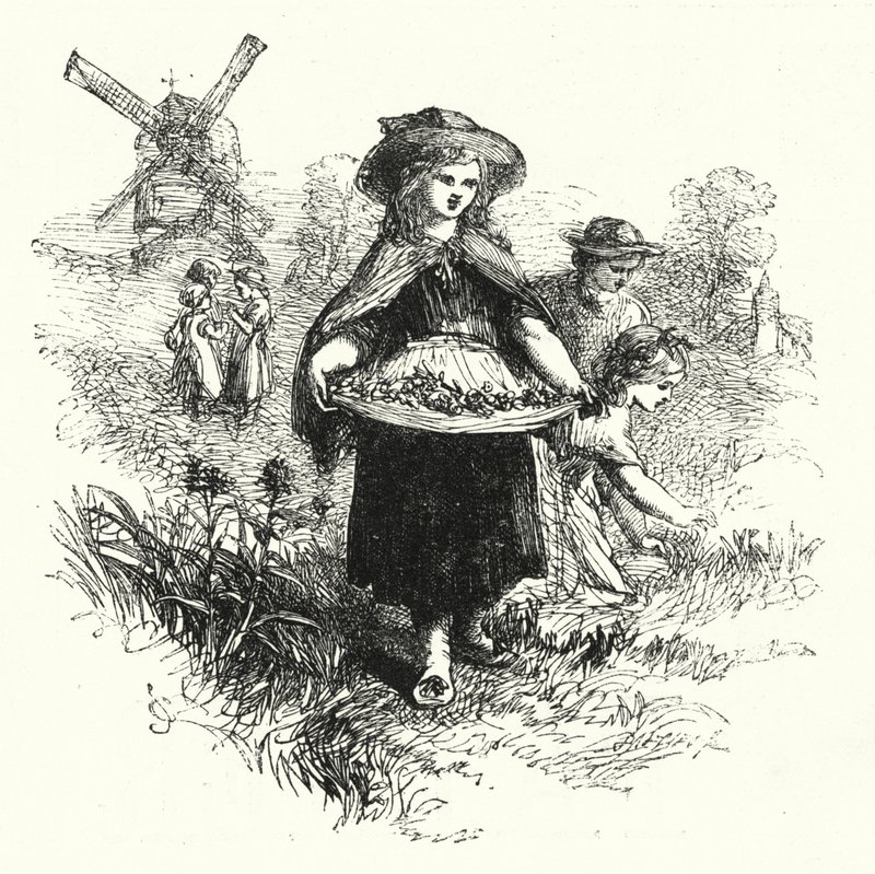 Récolte de Primevères - English School