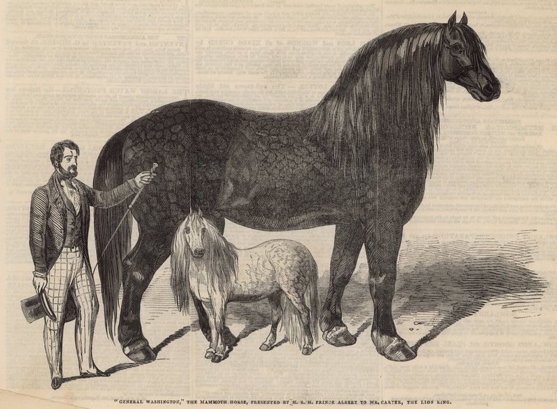 Général Washington, le cheval mammouth - English School
