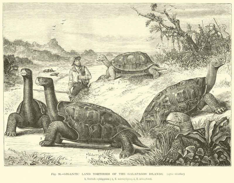 Tortues terrestres géantes des îles Galápagos - English School