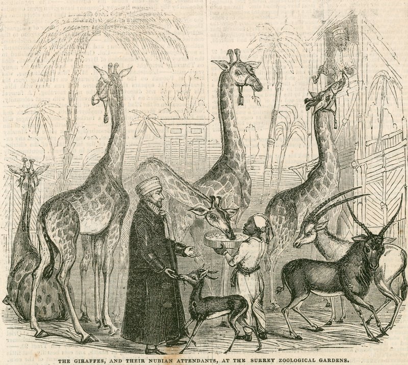 Girafes et leurs gardiens nubiens aux Surrey Zoological Gardens, Londres - English School