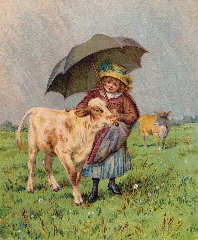 Fille abritant un veau de la pluie - English School