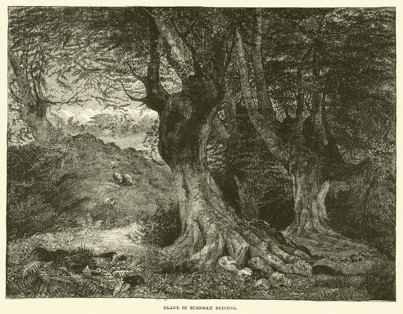 Clairière à Burnham Beeches (gravure) - English School