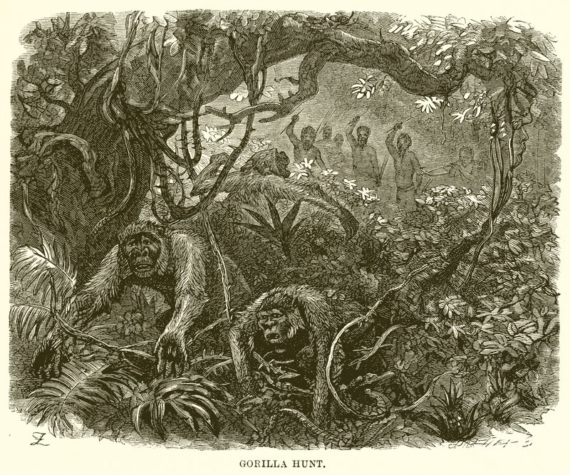 Chasse au gorille - English School