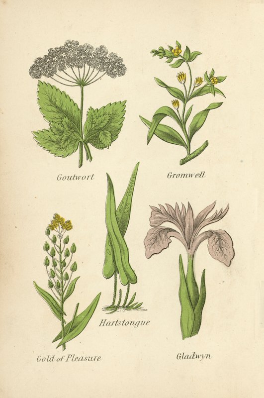 Goutte-de-lait, Grémil, Scolopendre, Cameline, Iris - English School