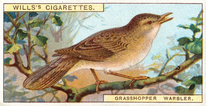 Locustelle tachetée - English School
