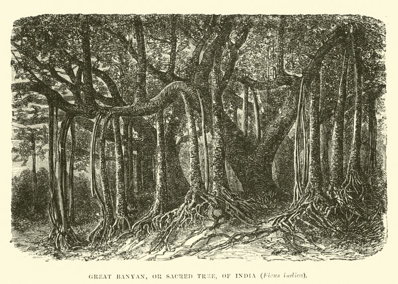 Grand banyan, ou arbre sacré, de l