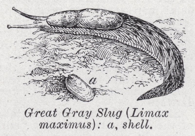 Grande limace grise, Limax maximus - English School