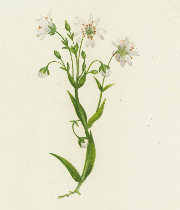 Stellaire Holostée, Stellaria Holostea - English School