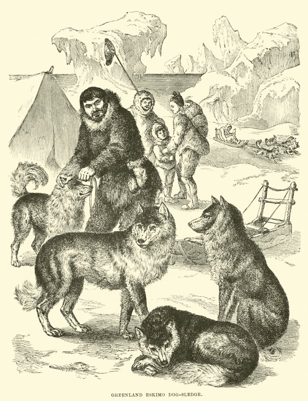 Traîneau à chiens esquimau du Groenland - English School