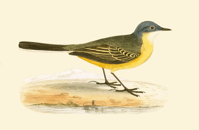 Bergeronnette à tête grise, illustration de 