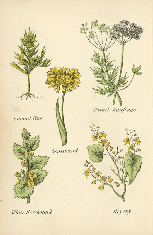 Pin de terre, Saxifrage brûlée, Barbe-de-bouc, Marrube blanc, Bryone - English School