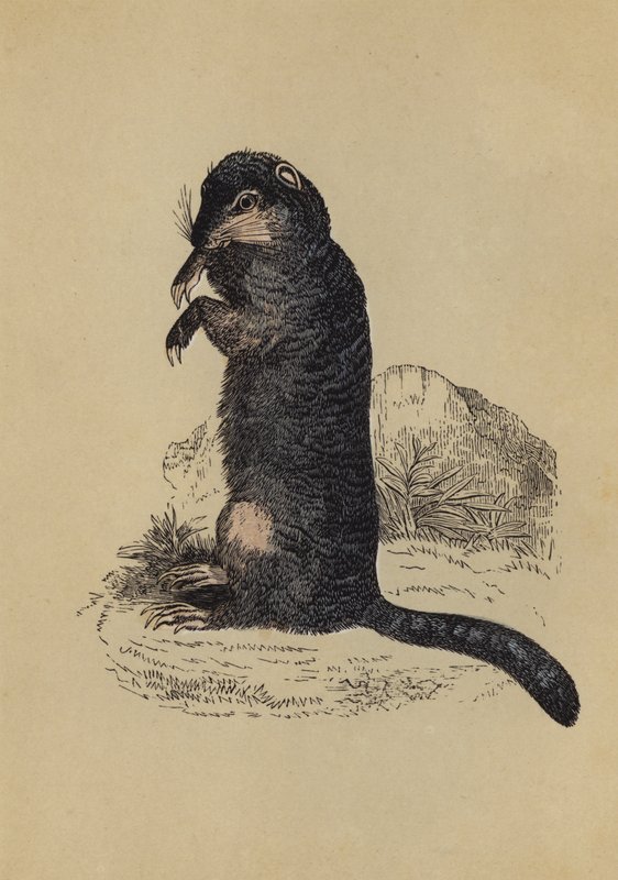 Écureuil terrestre (lithographie en couleur) - English School