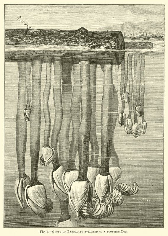 Groupe de balanes attachées à une bûche flottante - English School