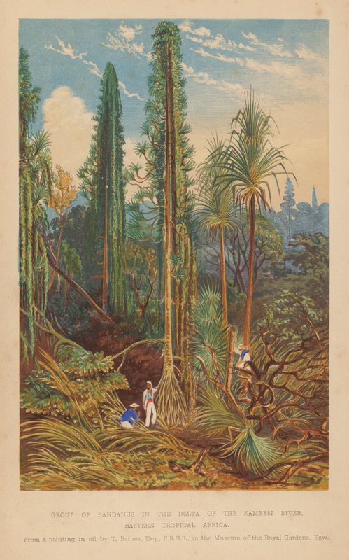 Groupe de Pandanus dans le delta du fleuve Zambèze, Afrique tropicale orientale - English School