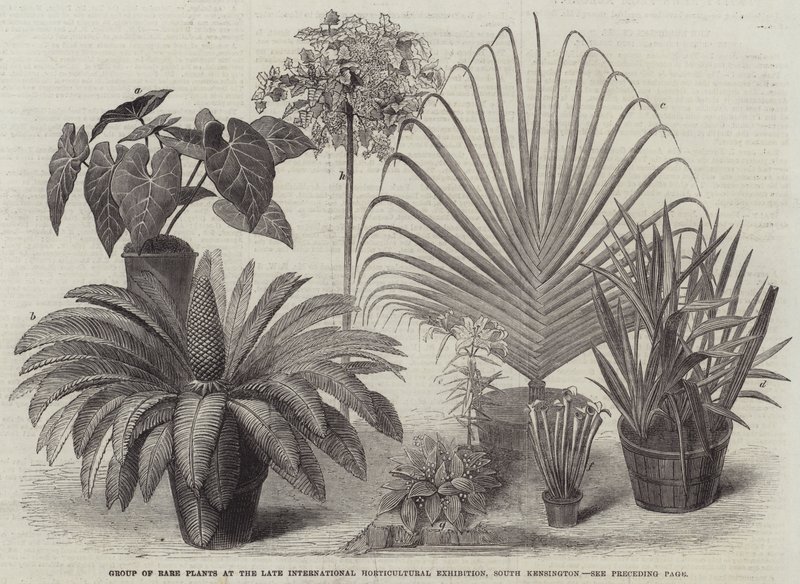 Groupe de plantes rares à la dernière exposition horticole internationale, South Kensington (gravure) - English School