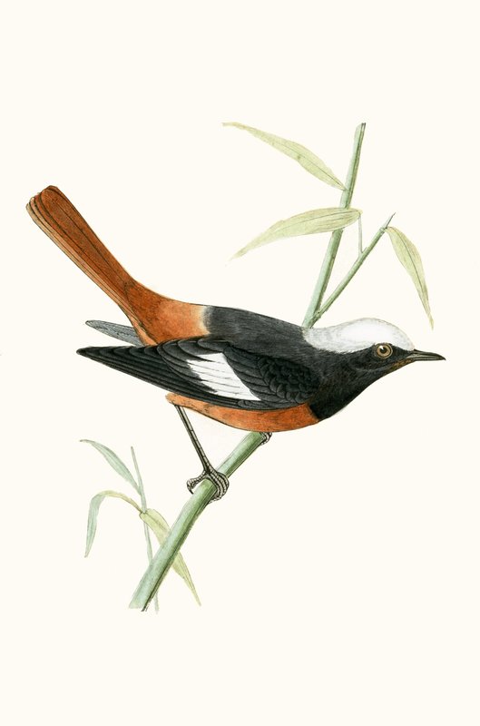 Rougequeue de Guldenstadt, illustration de 