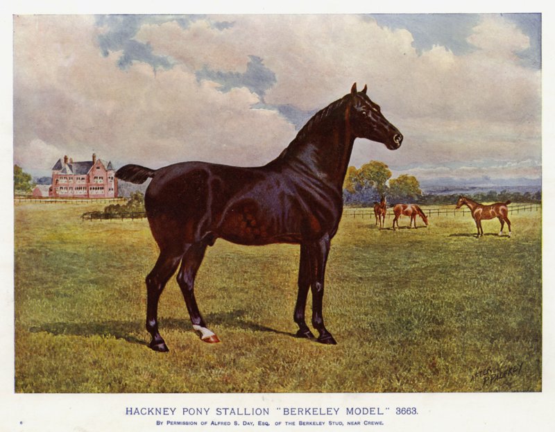 Hackney Pony Étalon "Berkeley Model" 3663 - English School