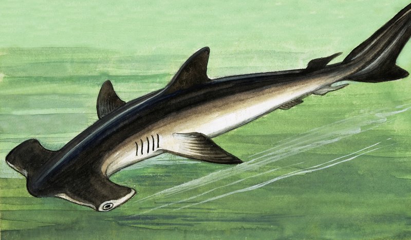 Requin marteau - English School