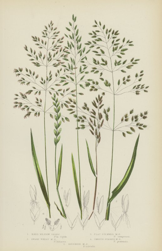 Herbe de prairie dure, herbe de prairie naine, herbe de prairie à tige plate, herbe de prairie à tige lisse... (lithographie en couleur) - English School