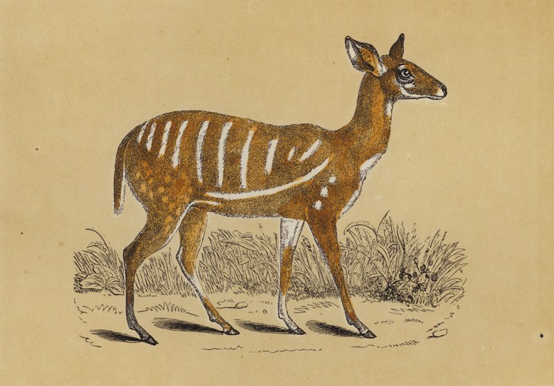 Antilope harnachée - English School