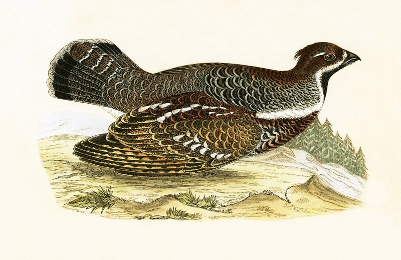 Gélinotte des bois, illustration de 
