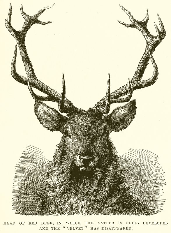 Tête de cerf rouge, avec bois pleinement développés et velours disparu - English School