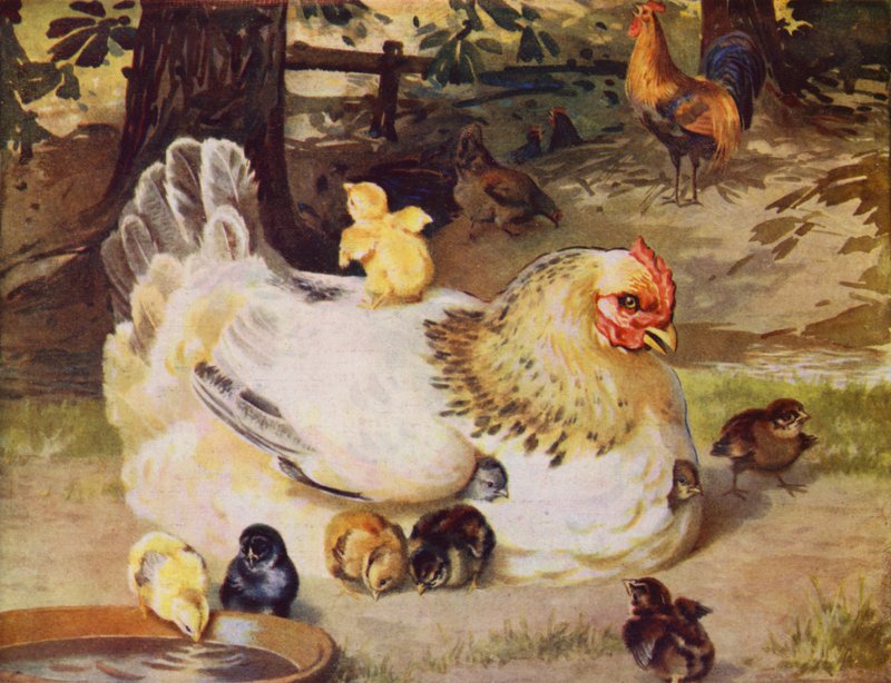 Poule et poussins - English School