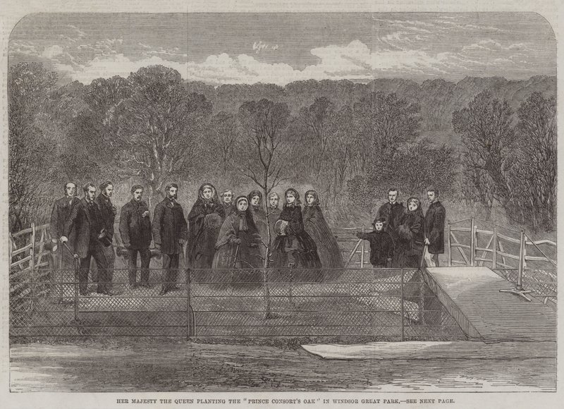 Sa Majesté la Reine plantant le "Chêne du Prince Consort" dans le Grand Parc de Windsor - English School