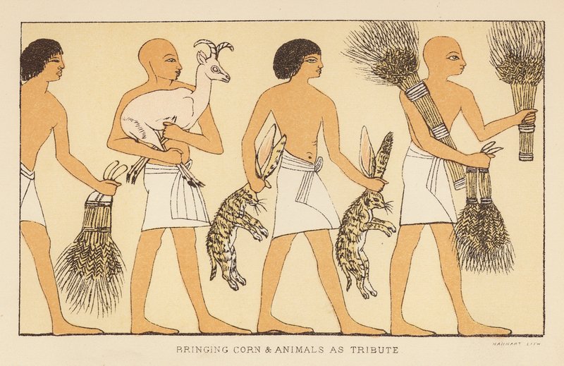 Hérodote : Apport de maïs et d