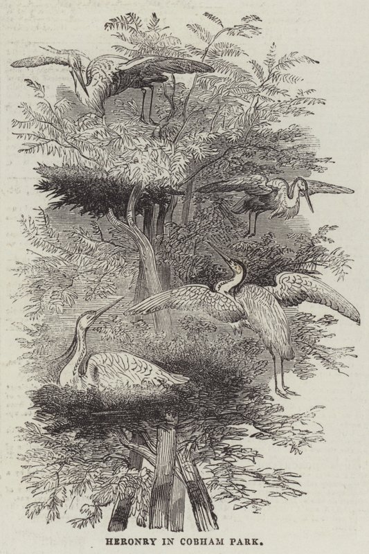 Héronnière à Cobham Park (gravure) - English School