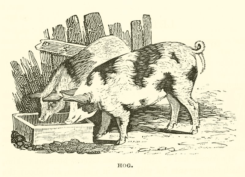 Cochon (gravure) - English School