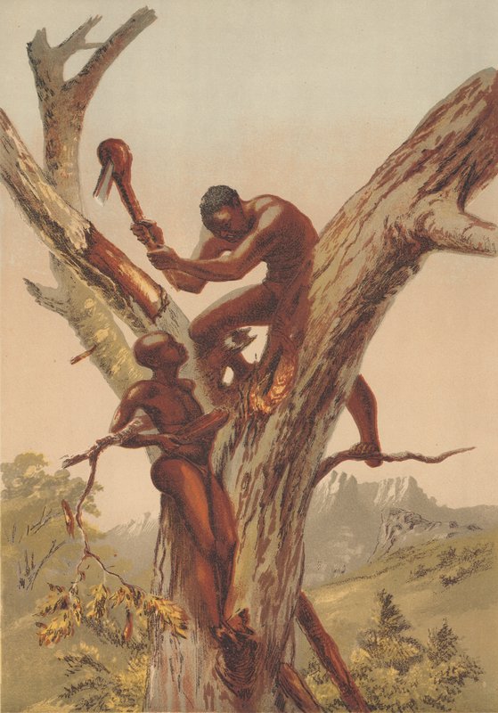 Chasseurs de miel, Zambézie - English School