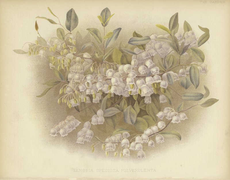 Zenobia poussiéreuse - English School