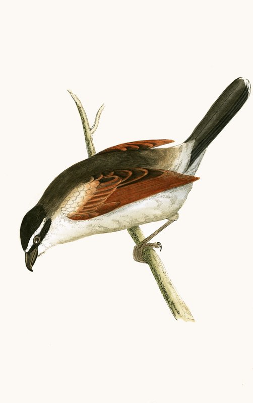 Pie-grièche à capuchon, illustration tirée de 